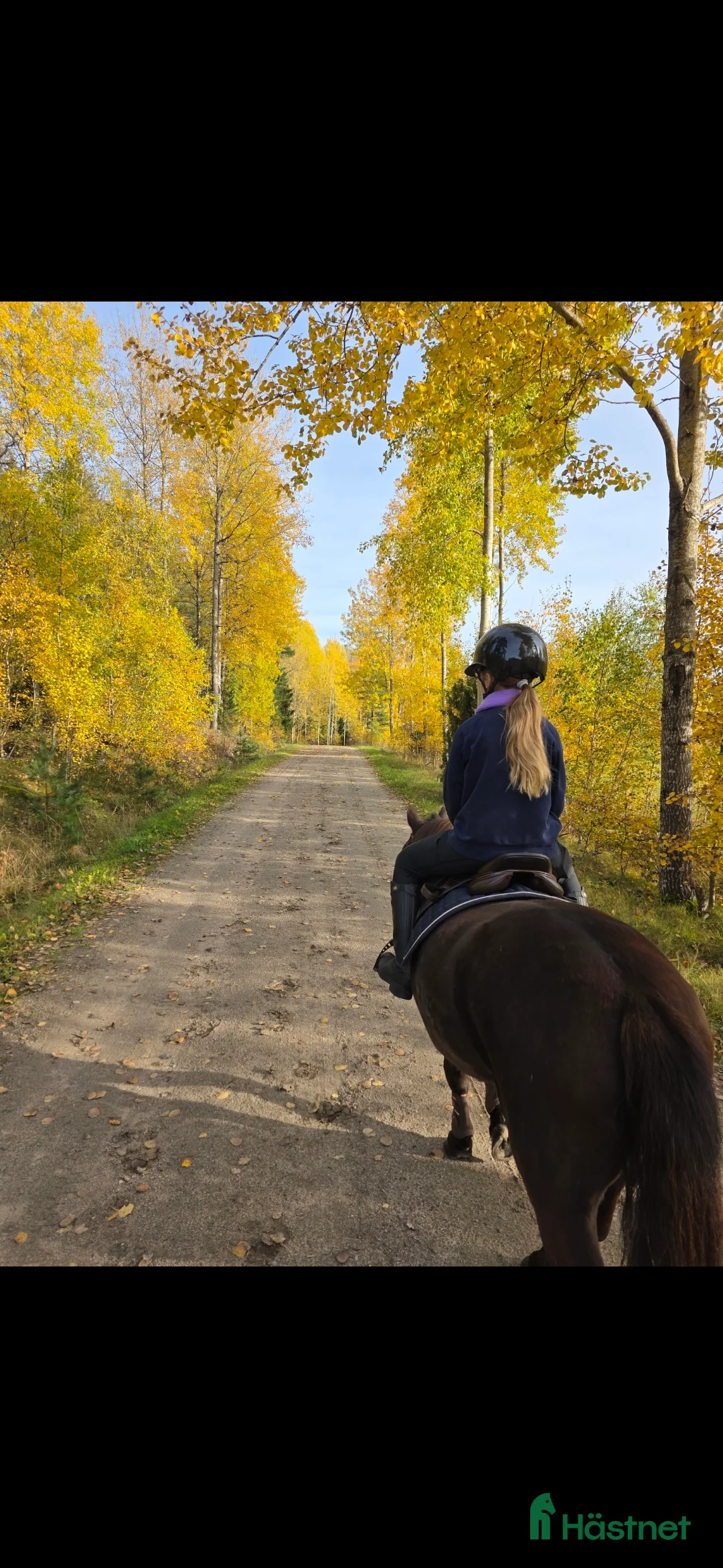 Allround hästar till salu: Vår underbara Spirit söker kärleksfullt hem  - Annons 8