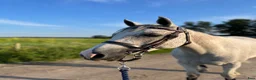 Hoppning hästar till salu: Maxad c-ponny - Annons 2