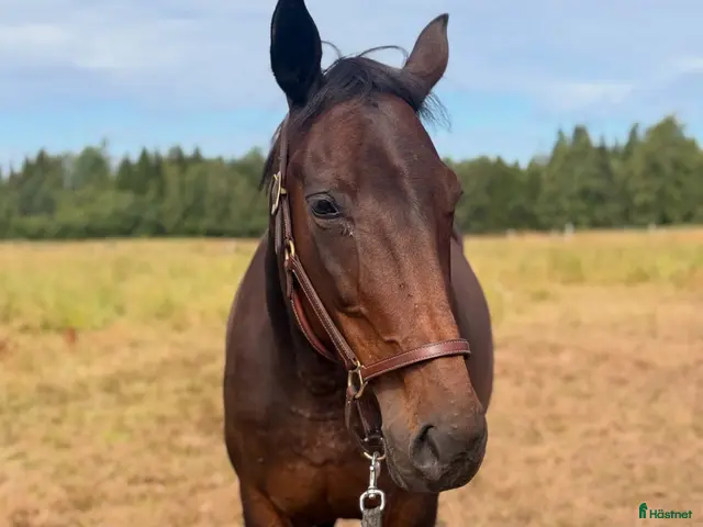 hästar till salu: Avelssto eller ridhäst/gårdshäst - Annons 1