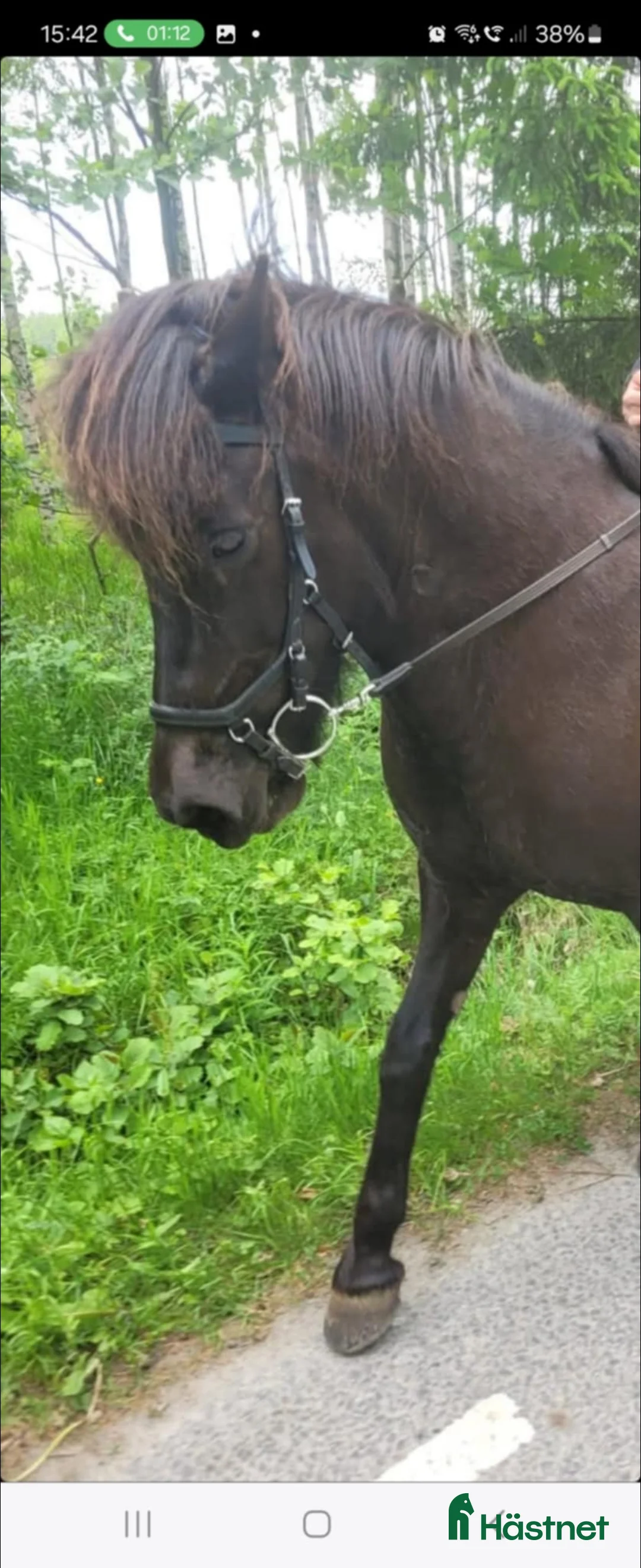 Island hästar till salu: Trevligt sto 18 år i Kallinge - Annons 2