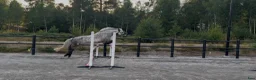 Allround hästar till salu: Förvalta vår Powerpuff pingla - Annons 8