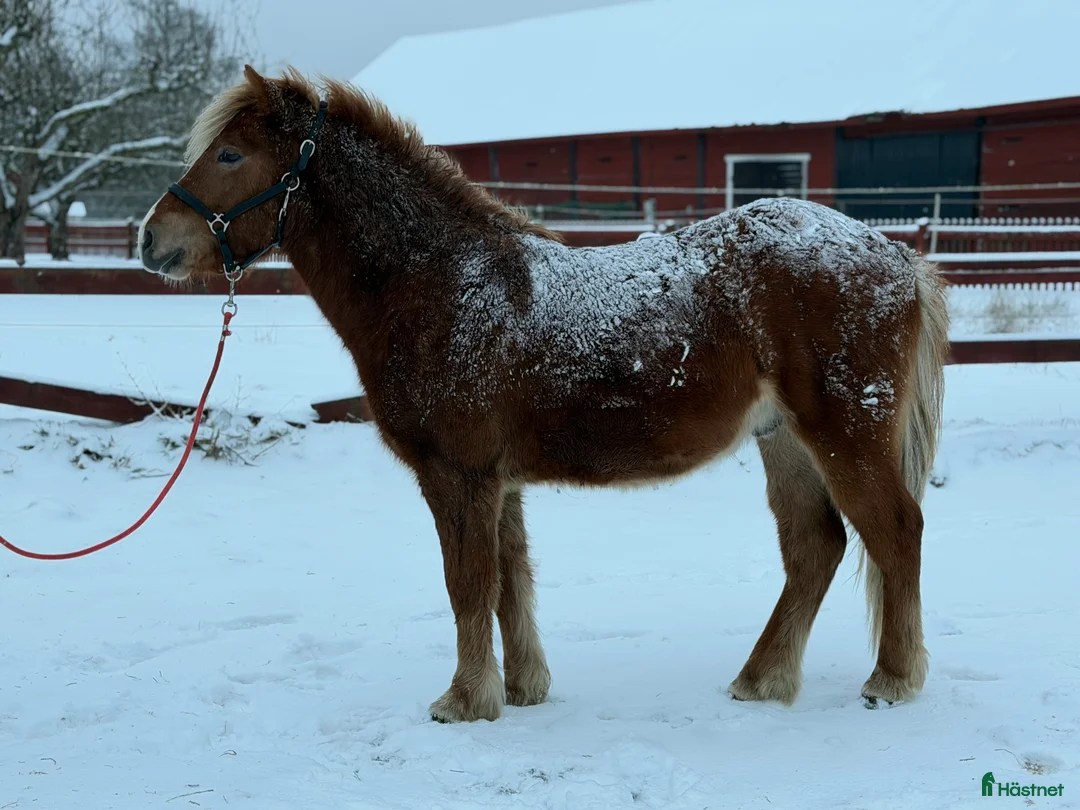 Island hästar till salu: Hnífur är redo att flytta hemifrån  - Annons 4