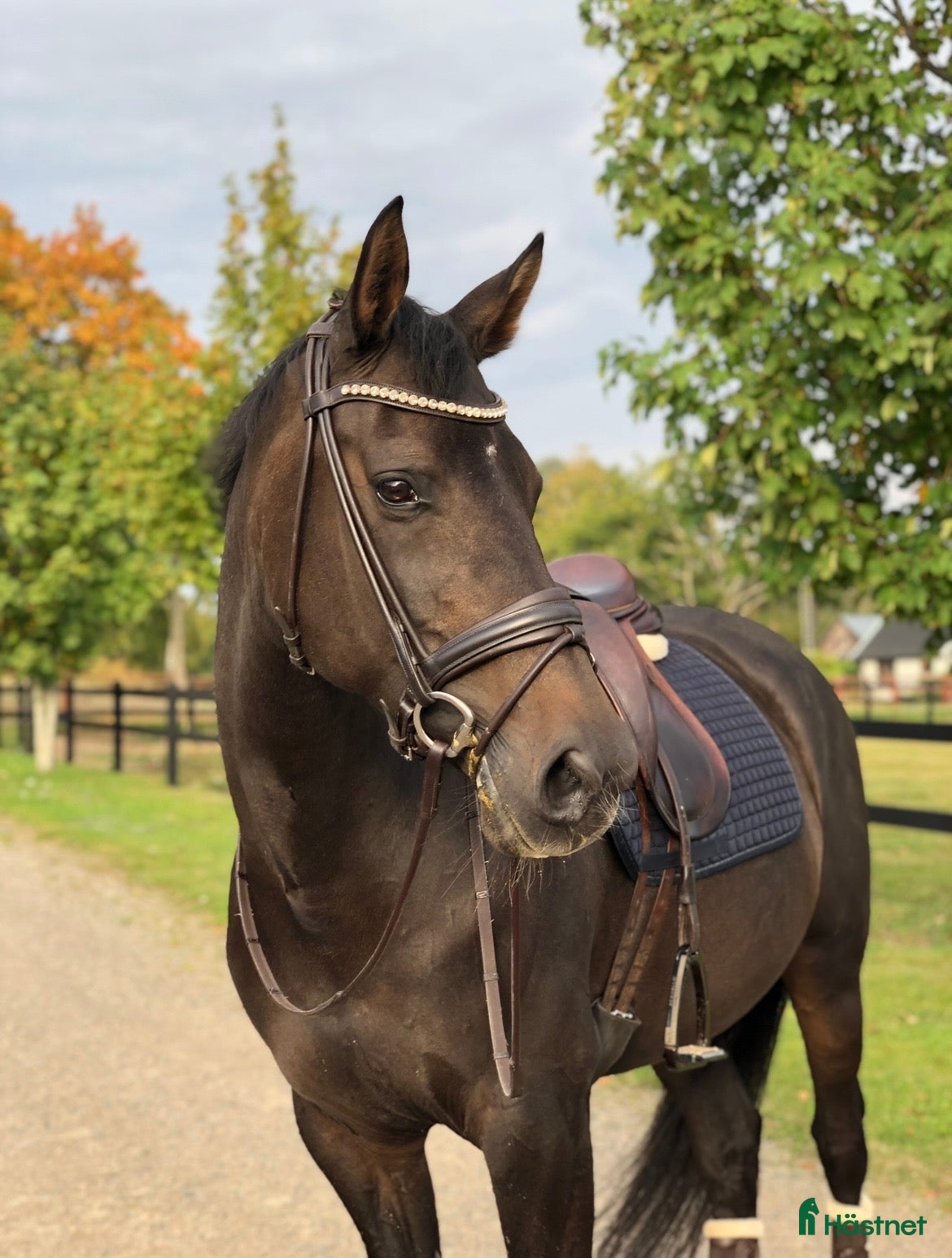  hästar Fint SWB-sto  - Annons 1