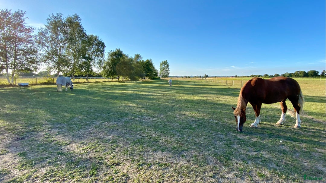  stallplats finnes: Litet & rofyllt!  i Staffanstorp - Annons 3