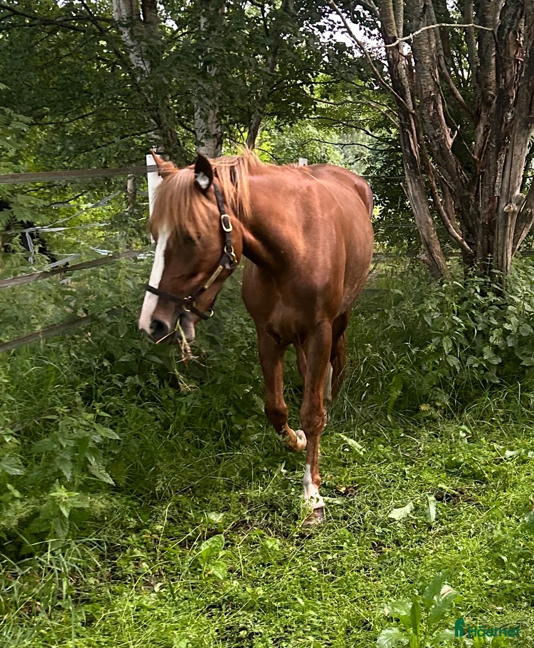 Trav hästar till salu: Treårigt kallblod i Skellefteå - Annons 2