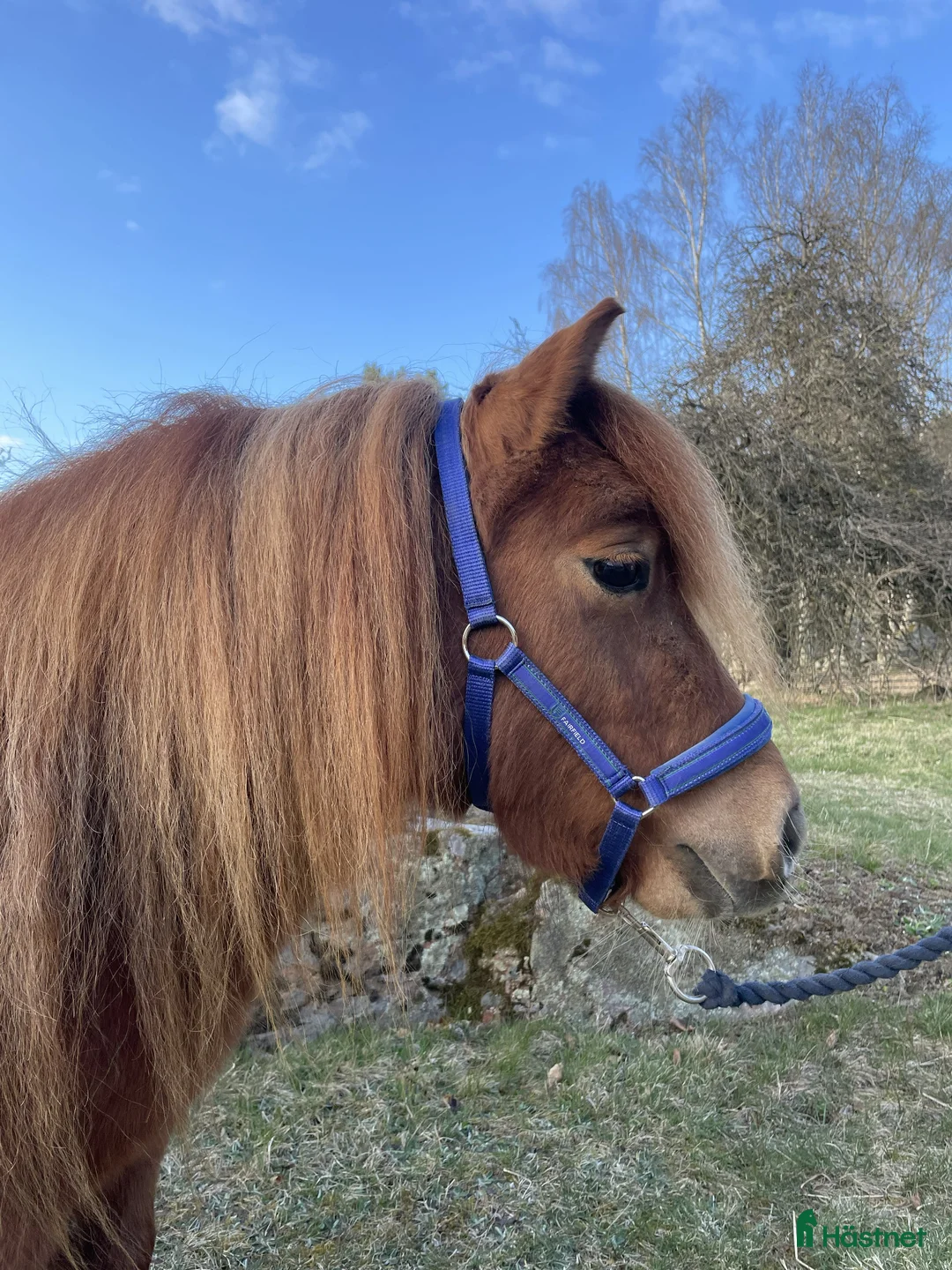 Avelshästar hästar till salu: 3-årigt Shetlandssto - Annons 2