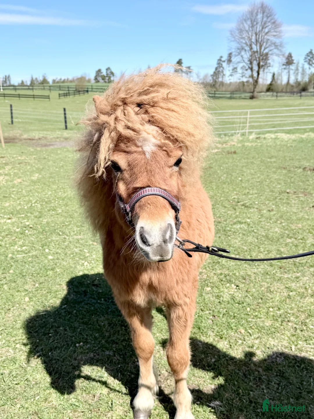 Allround hästar till salu: Minishetland hingst  - Annons 3