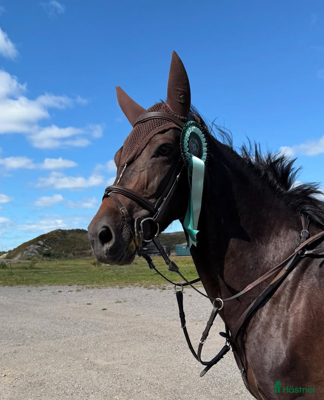 Hoppning hästar till salu: D-ponny till satsande ryttare - Annons 4