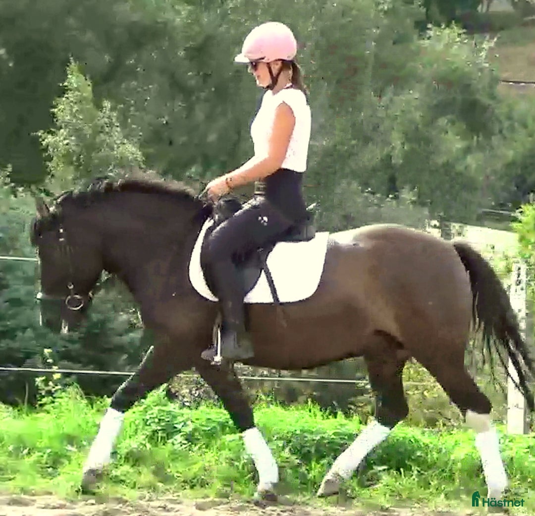 Allround hästar till salu: The talented Pony you’re looking for! i Örsundsbro - Annons 13