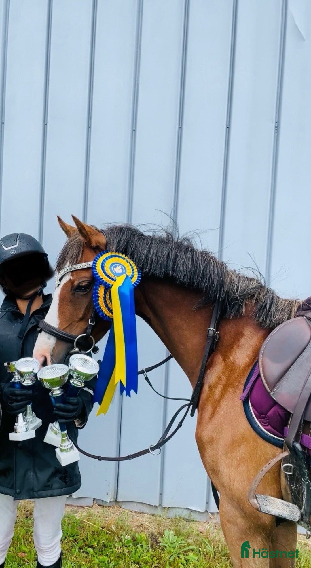 Hoppning hästar till salu: Drömponny i Överlida - Annons 5