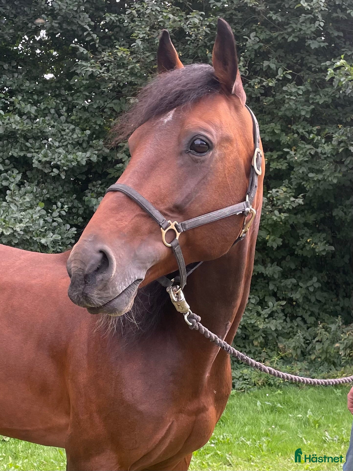  hästar 9-årig charmig valack - Annons 1
