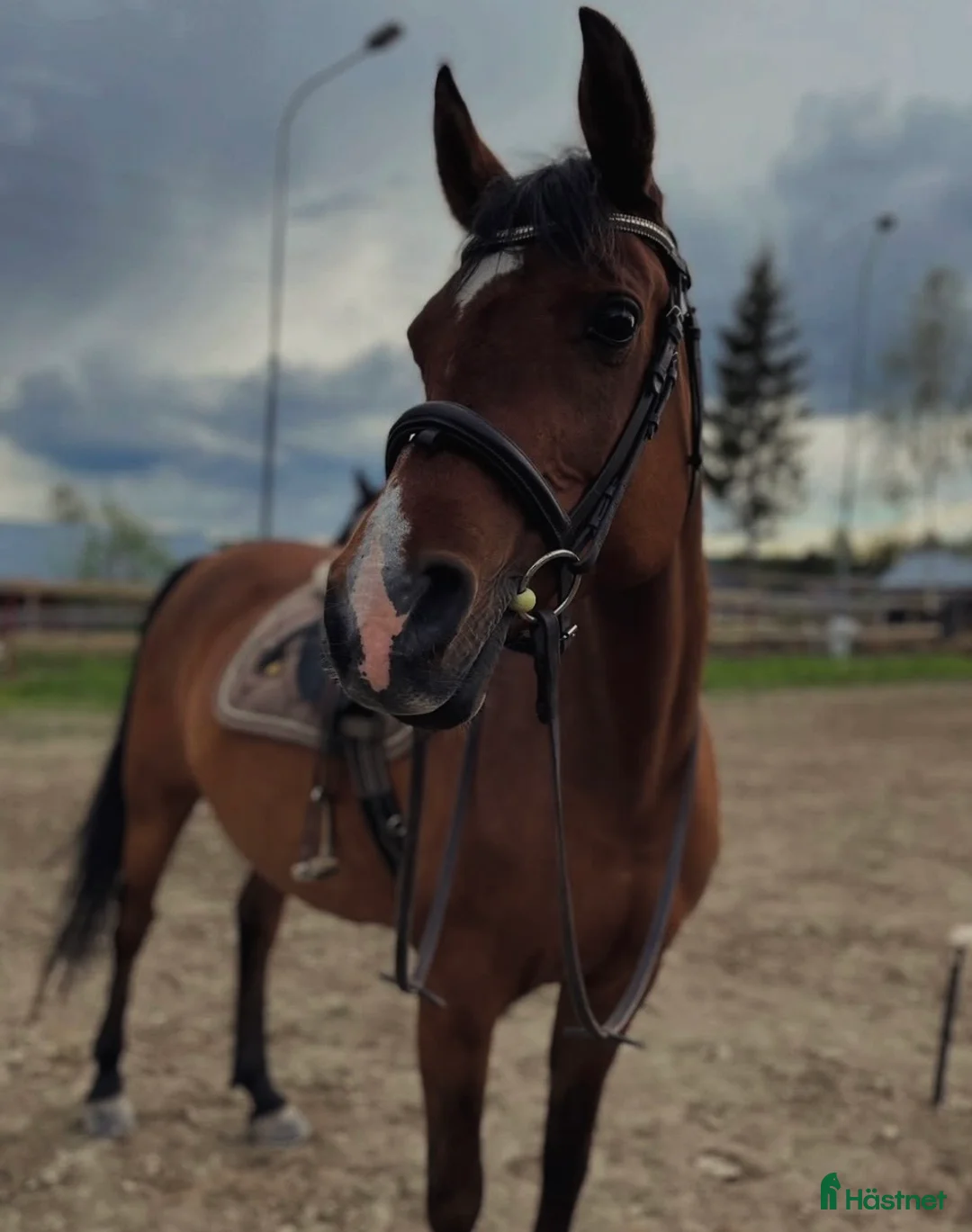 Allround hästar till salu: Foder/eventuellt köp i Örnsköldsvik - Annons 1