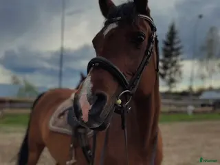 hästar Foder/eventuellt köp - Annons 7