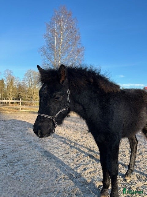  hästar Framtidshopp - Annons 17