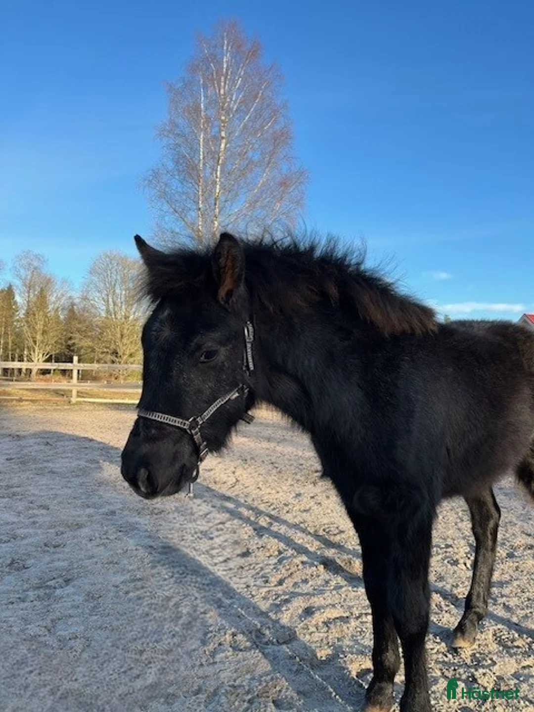 Hoppning hästar till salu: Framtidshopp - Annons 1