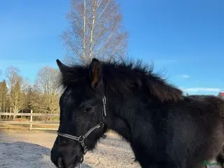 hästar Framtidshopp - Annons 17