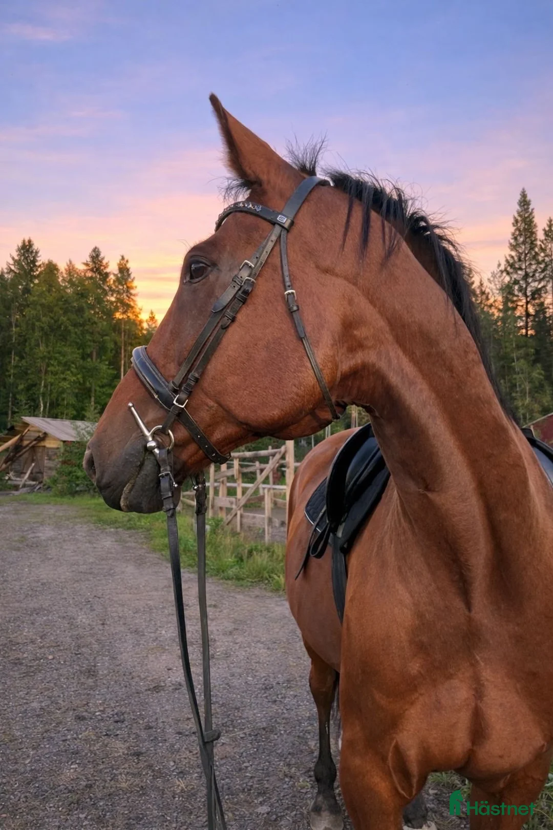 Dressyr hästar till salu: Säljer nu min bästa vän i Älvsbyn - Annons 3