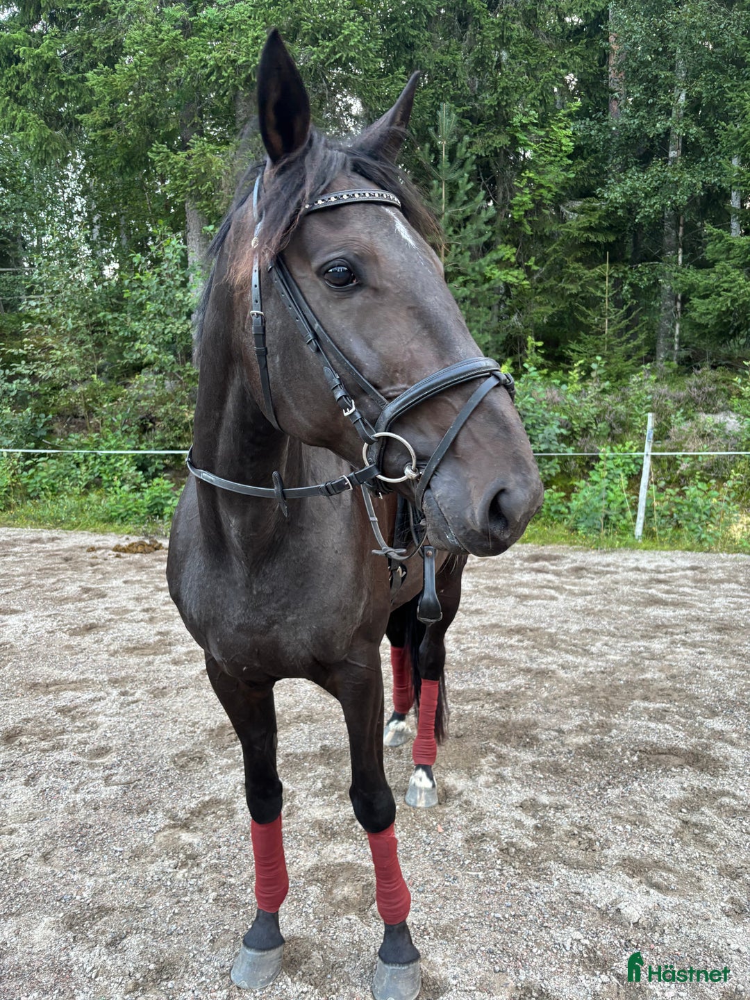 Allround hästar till salu: Lyxsigt varmblodstravar sto i Iggesund - Annons 3