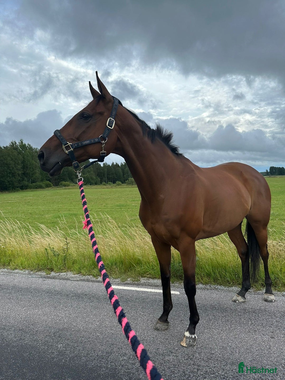 Allround hästar till salu: Sto med stor kapasitet!  i Arboga - Annons 3