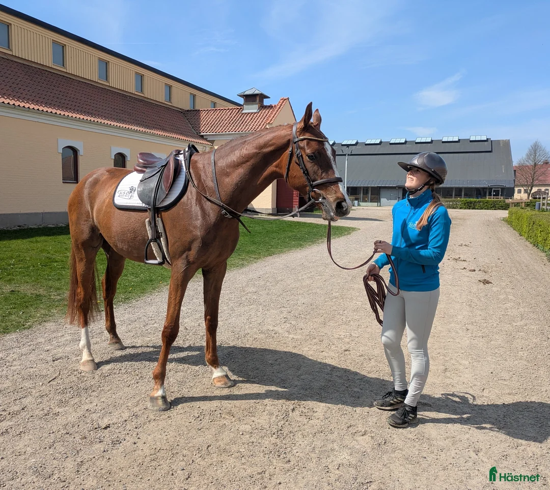 Hoppning hästar till salu: Storhoppande 3-åring  - Annons 1