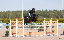 Hoppning hästar till salu: Diadora VS - Young rider/Junior häst med kapacitet i Borrby - Bild 1