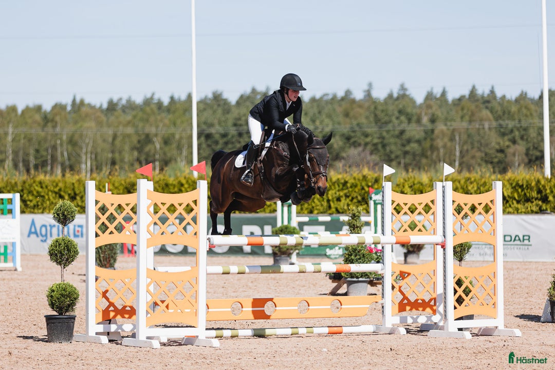 Hoppning hästar till salu: Diadora VS - Young rider/Junior häst med kapacitet i Borrby - Bild 1