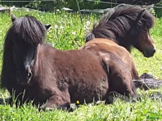 hästar Island valacker söker nytt hem i Svängsta - Annons 11