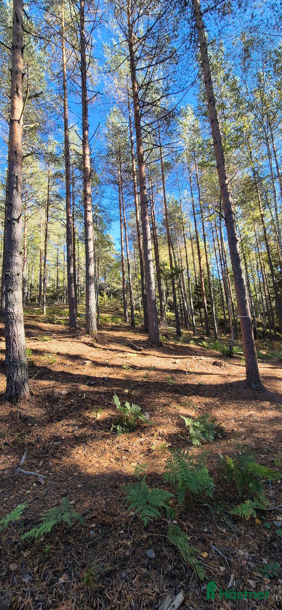  stallplats finnes: Stallplats för lättfödd i Tullinge  i Tullinge - Annons 4