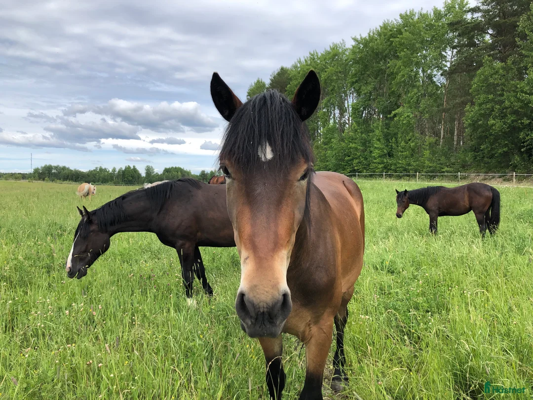  stallplats finnes: Bete 30 min utanför Enköping  i Vittinge - Annons 1