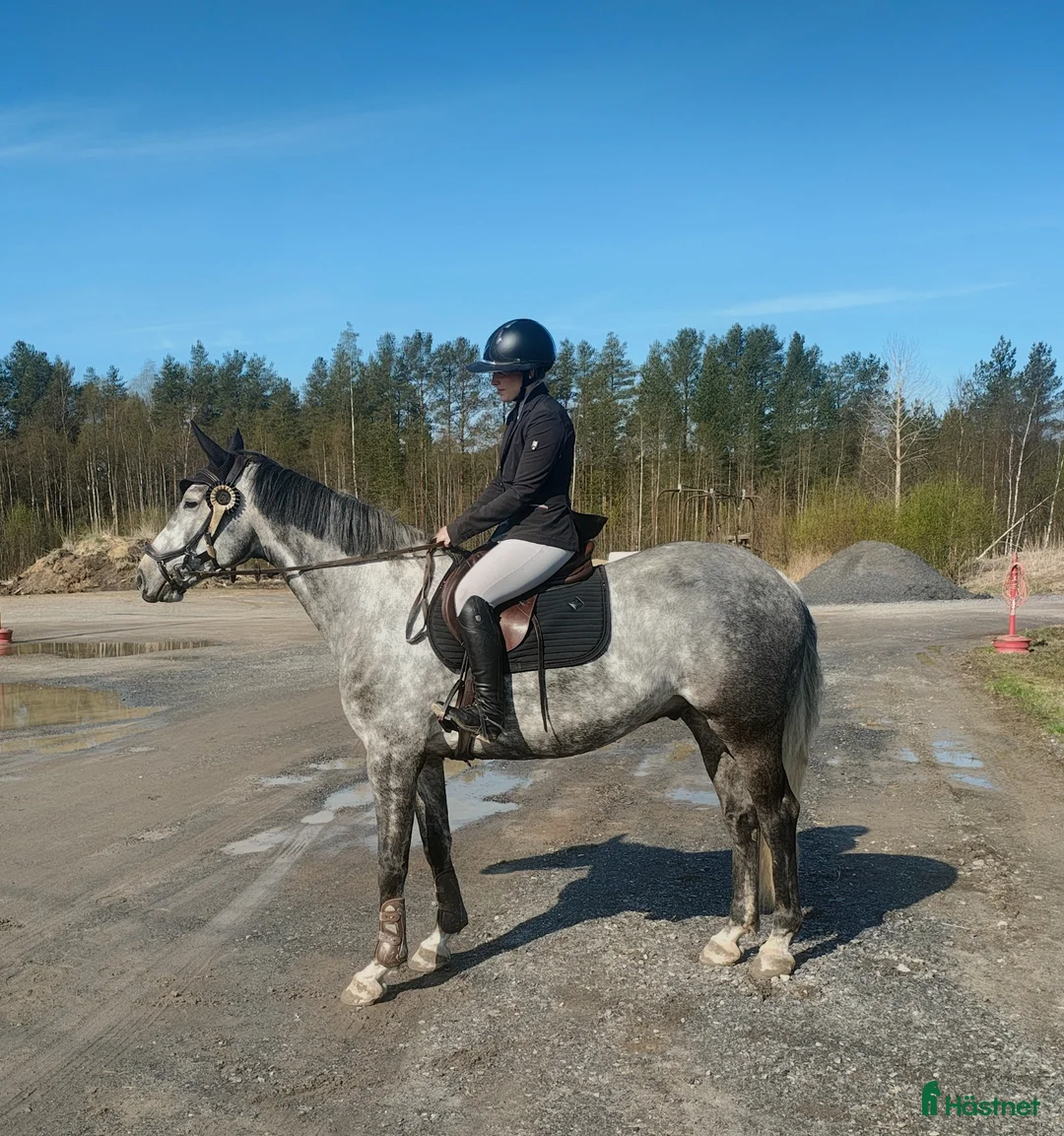 Allround hästar till salu: Diero Lux N-Cardento-Ircomarco, projekt  - Annons 1