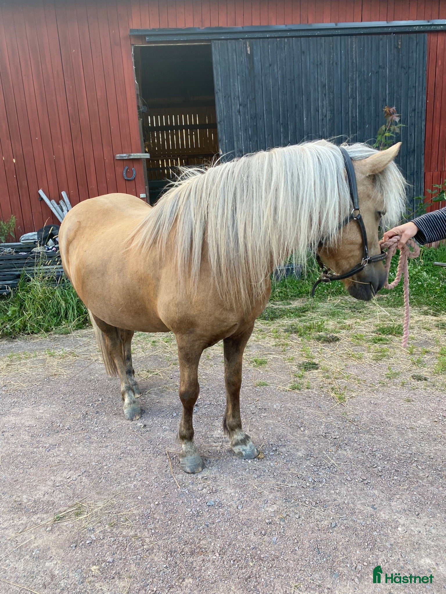  hästar Bästa Ronja - Annons 1