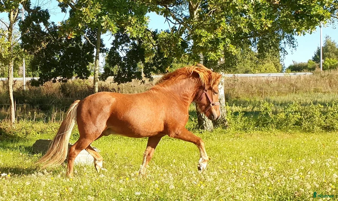 Island hästar till salu: Jättetrevlig valack - Annons 4
