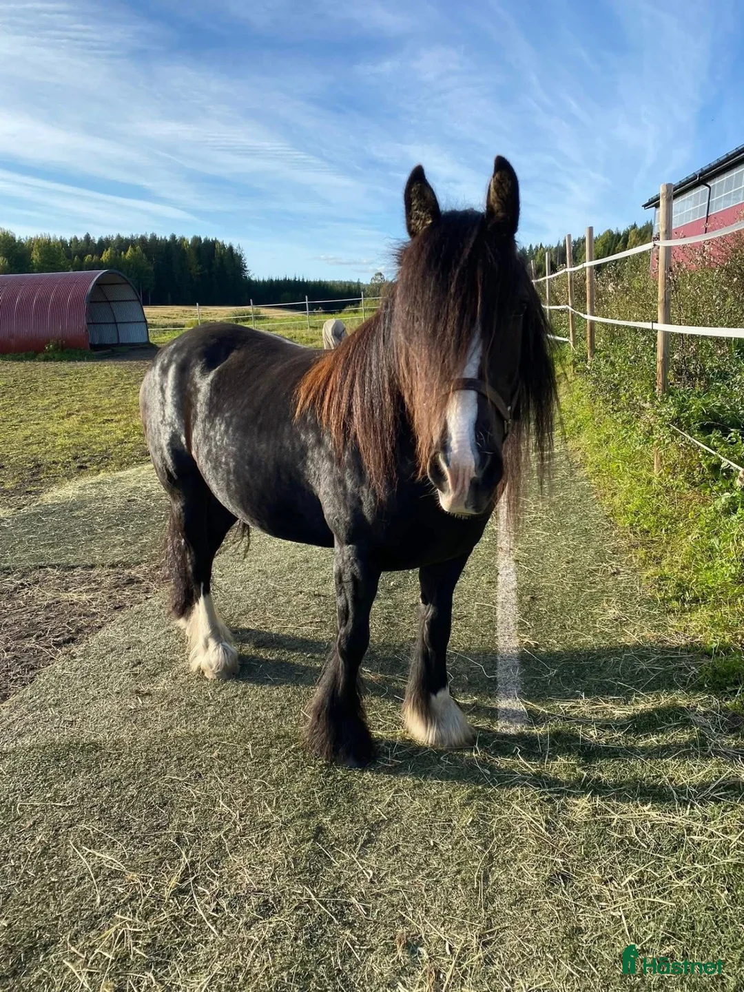 Allround hästar till salu: 11 årigt sto  - Annons 2