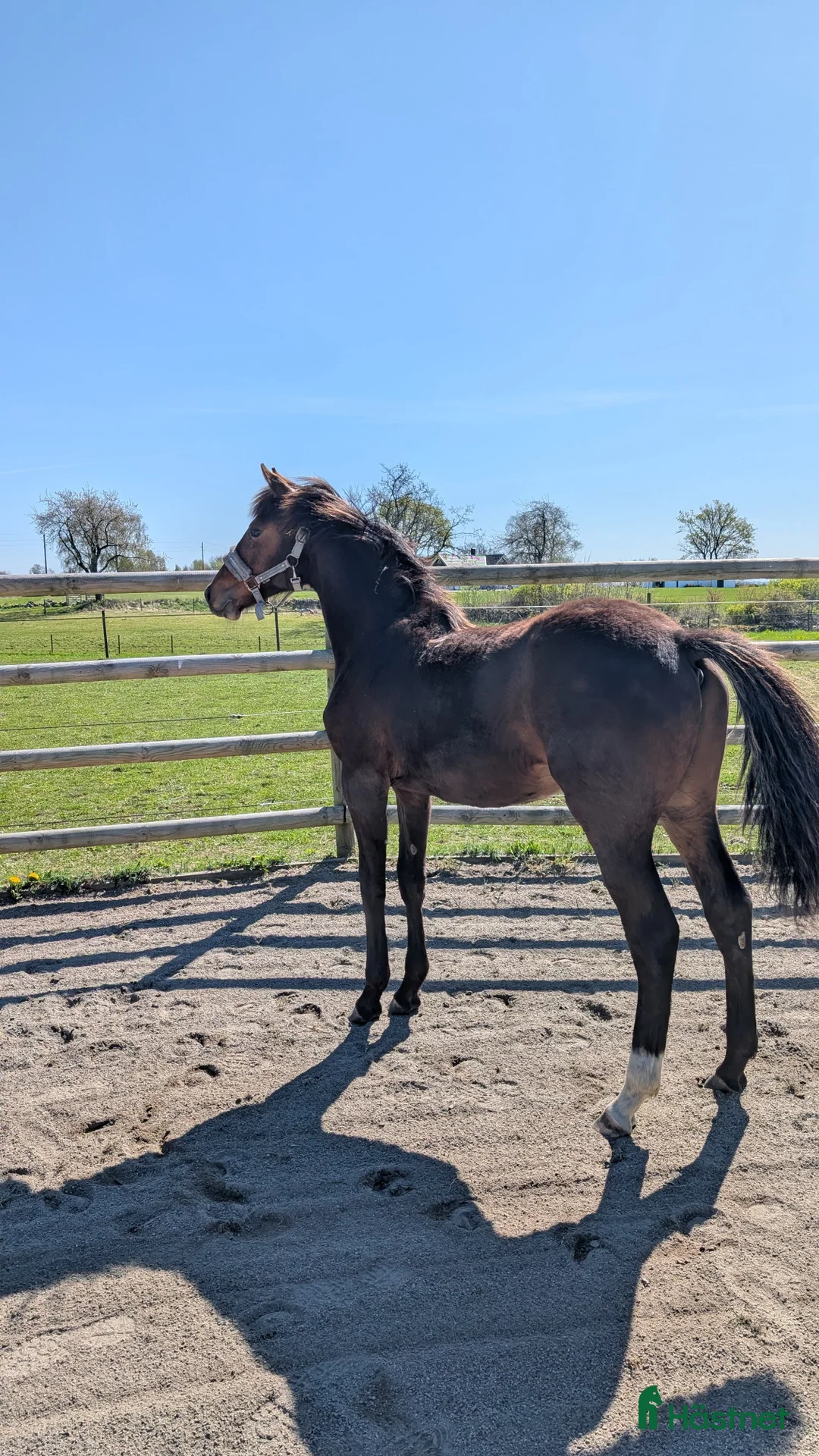 Dressyr hästar till salu: Mycket fin åring med topp dressyrstam!  i Hörby - Annons 13