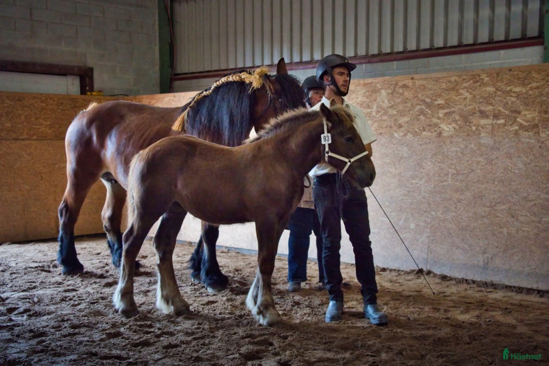 Allround hästar till salu: Ardenner Stoföl (e. Cronas Waldemar) i Kågeröd - Annons 5