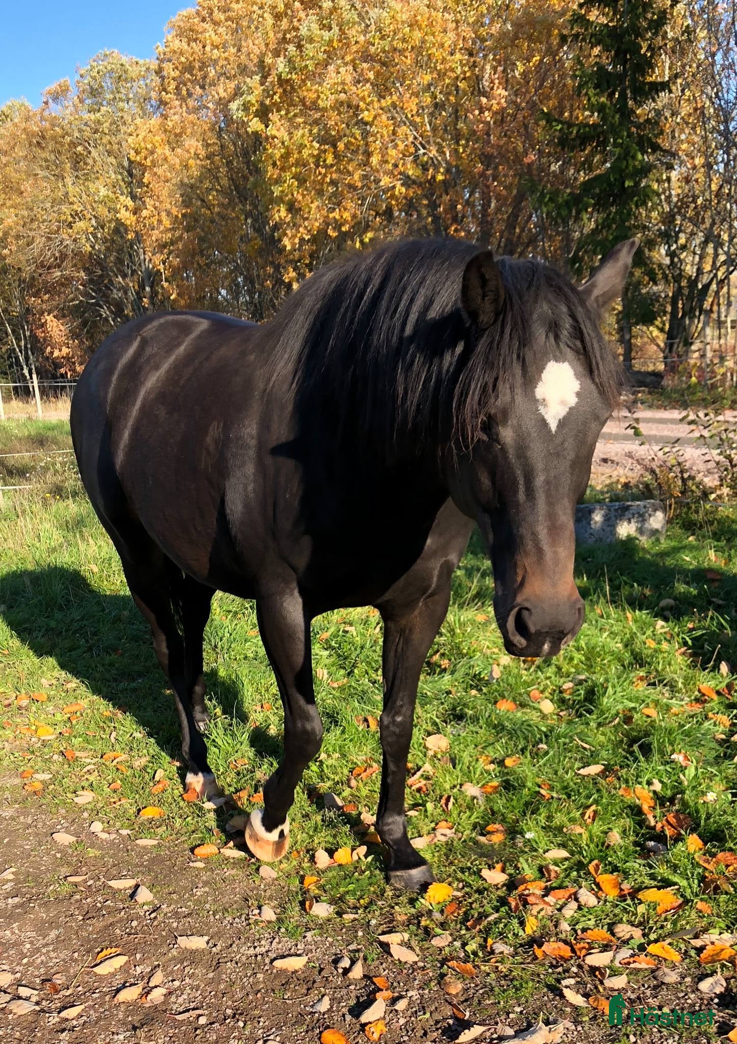  hästar Snygg hagprydnad i Molkom - Annons 1