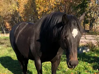 hästar Snygg hagprydnad i Molkom - Annons 1