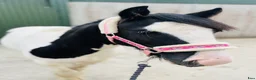 Allround hästar till salu: 125cm gelding, trained to ride and drive! - Annons 8