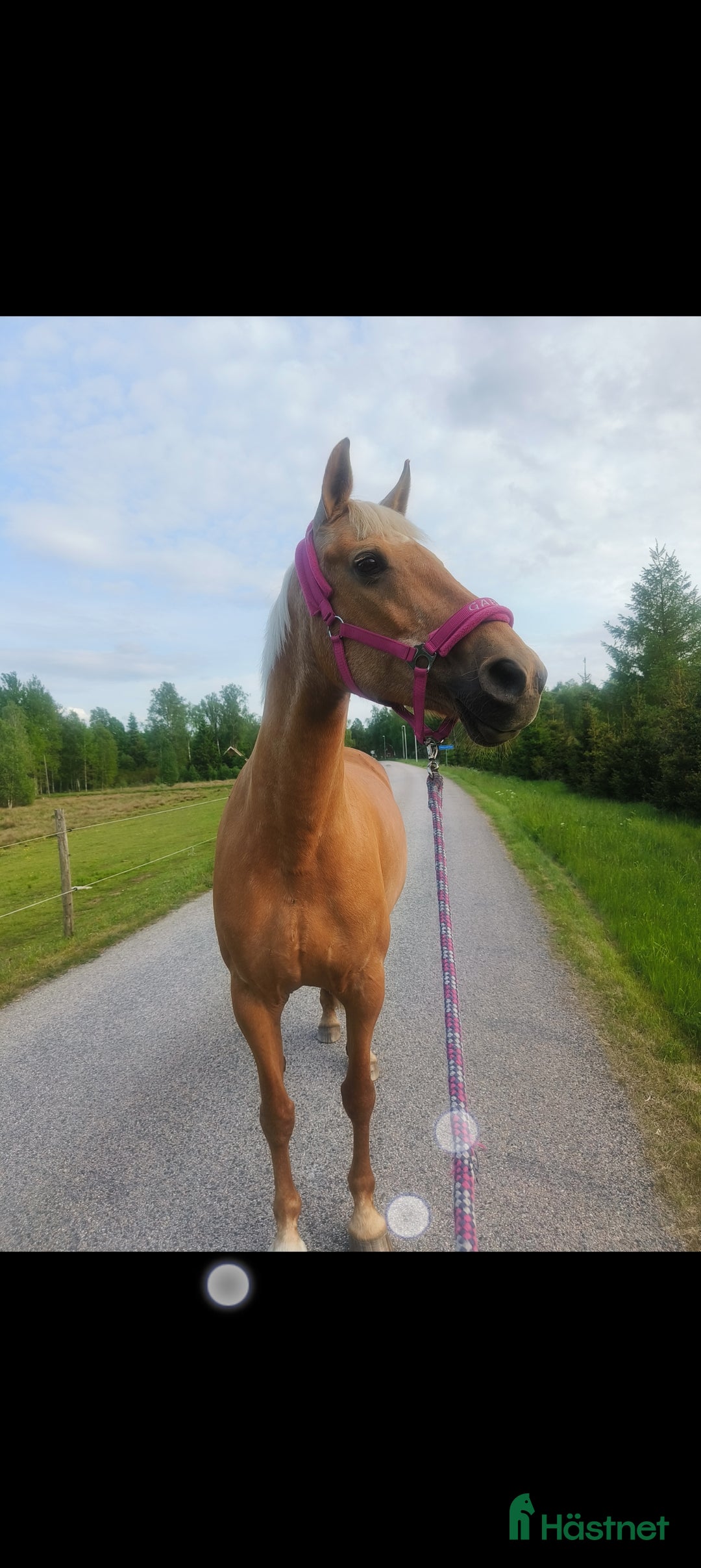  foderhäst finnes: Palamino sto utlånas för avel eller sällskap  i Eneryda - Annons 9