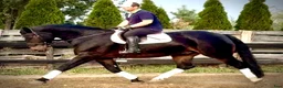 Allround hästar till salu: Rexon–10yo|170 Silesian Gelding|Family Horse - Annons 4