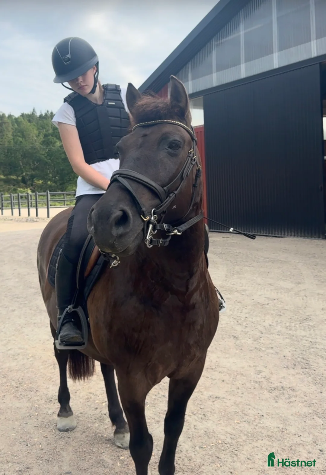 Allround hästar till salu: Hoppglad C-ponny, perfekt första bästa kompis! - Annons 1