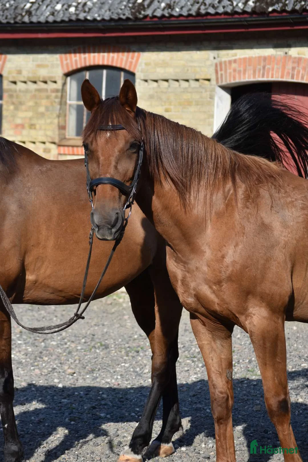 Allround hästar till salu: Till salu alternativt lämnas ut på foder i Skurup - Annons 5