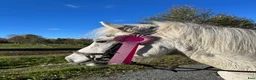 Island hästar till salu: Islandshäststo – 13 år - Annons 3