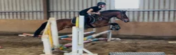 Allround hästar till salu: Connemara gelding 148cm - Annons 10