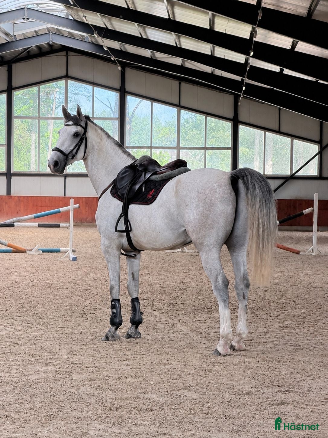  hästar Gorgeous 4 yo gelding   - Annons 1