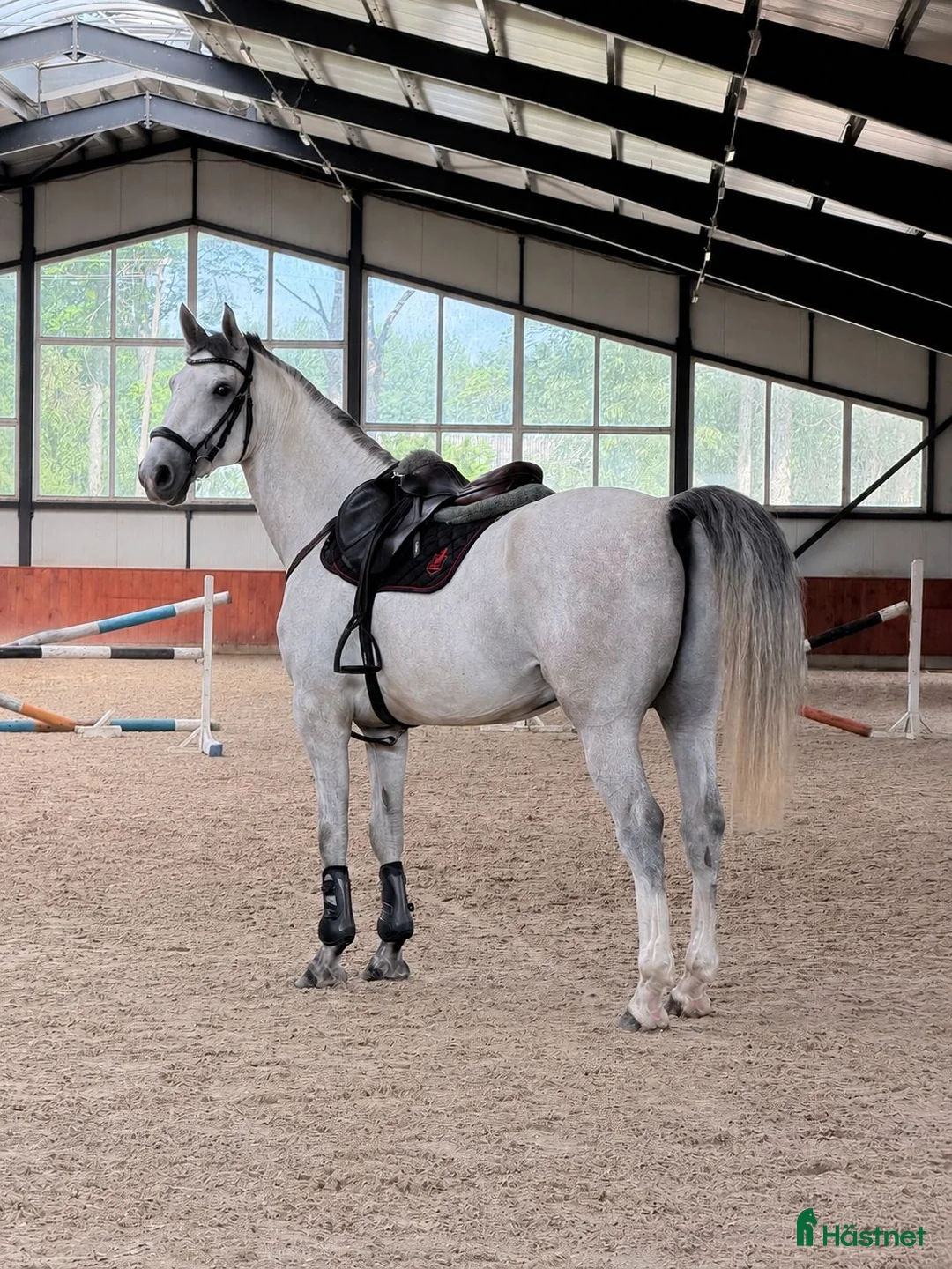 Galopp hästar till salu: Gorgeous 4 yo gelding   - Annons 1