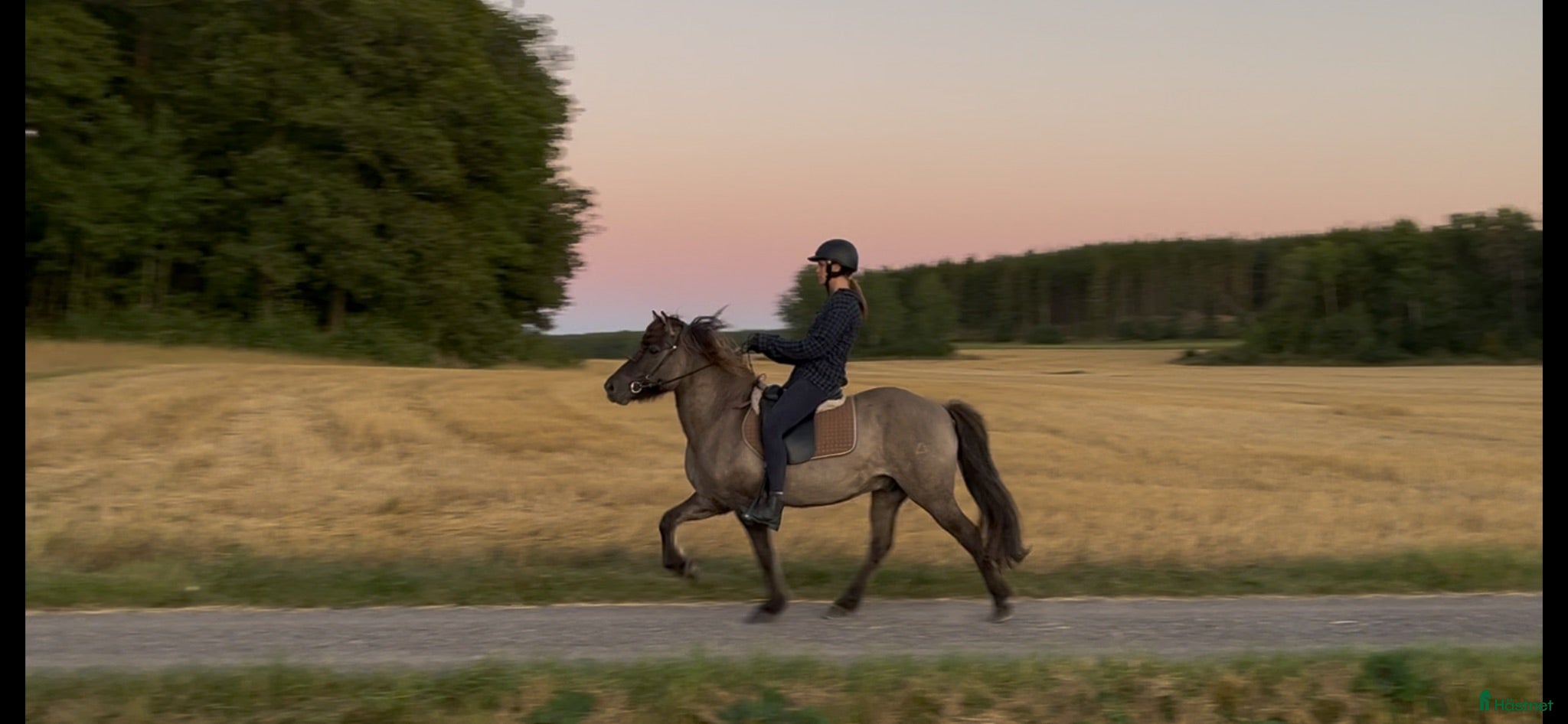  hästar Snäll men känslig valack - Annons 9
