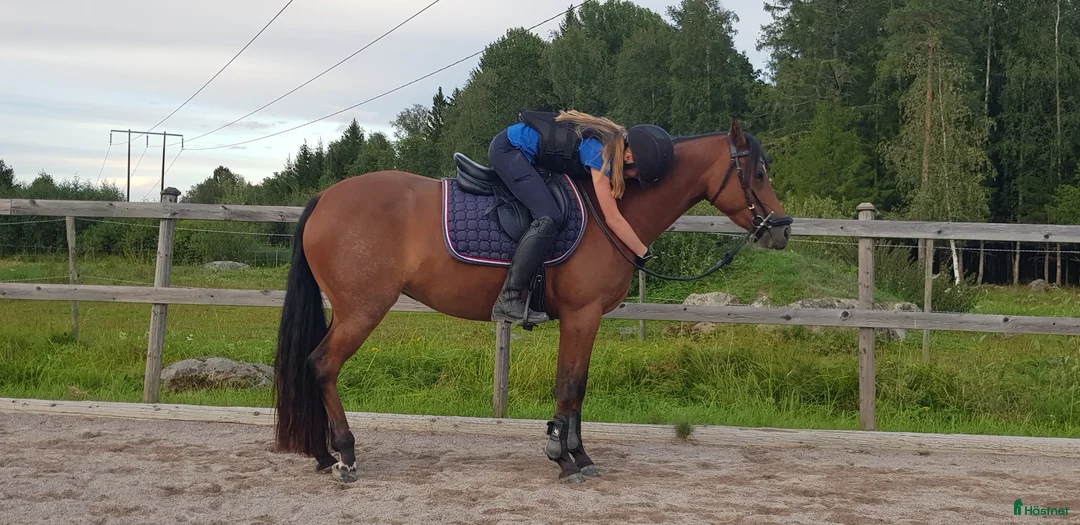 Allround hästar till salu: Ridponnysto - Annons 1