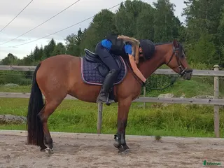 hästar Ridponnysto - Annons 11