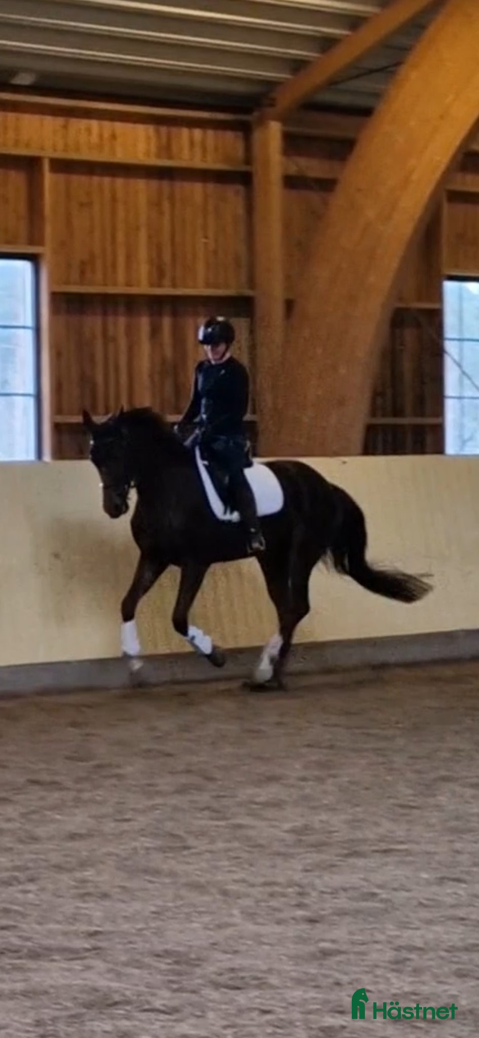  hästar Dressyrhäst med fin stam - Annons 1